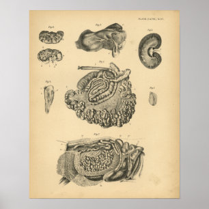 Koe Geitenschapenanatomie 1908  afdrukken Poster