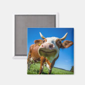 Koe glimlachen Magnet (Voorkant / Achterkant)