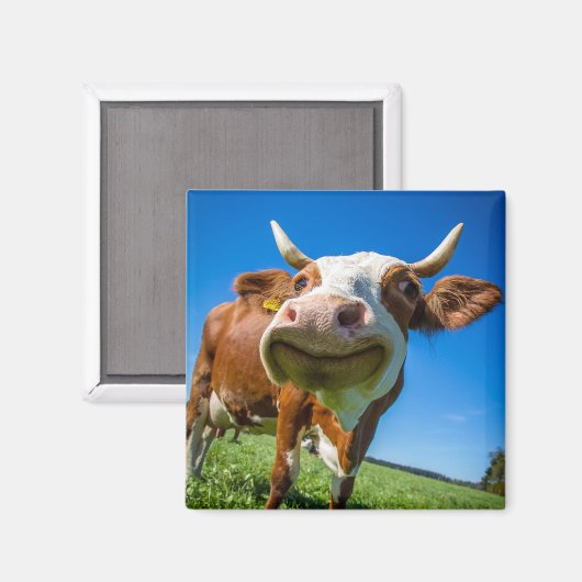 Koe glimlachen Magnet (Voorkant / Achterkant)