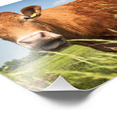 Koe grazen foto afdruk (Hoek)