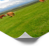 Koe grazen in een weide in het poster van Ierland (Hoek)