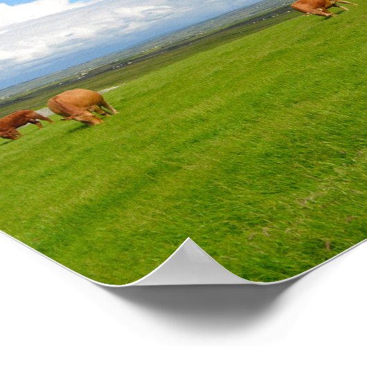 Koe grazen in een weide in het poster van Ierland (Hoek)