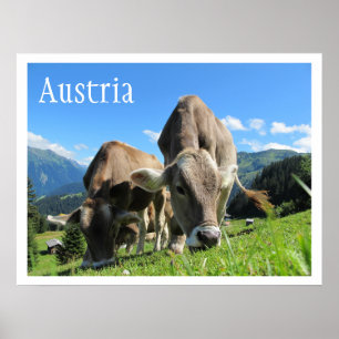 Koe Grazing in bergen, Oostenrijkse Alpen Poster