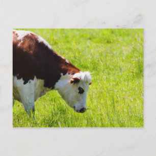 Koe grazing in een veld, Loire Valley, Frankrijk Briefkaart