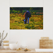 Koe Grazing in Texas Holstein Art Poster (Keuken)
