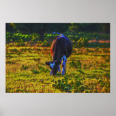 Koe Grazing in Texas Holstein Art Poster (Voorkant)