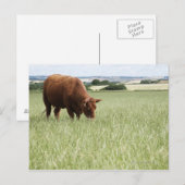 Koe grazing in weide briefkaart (Voorkant / Achterkant)