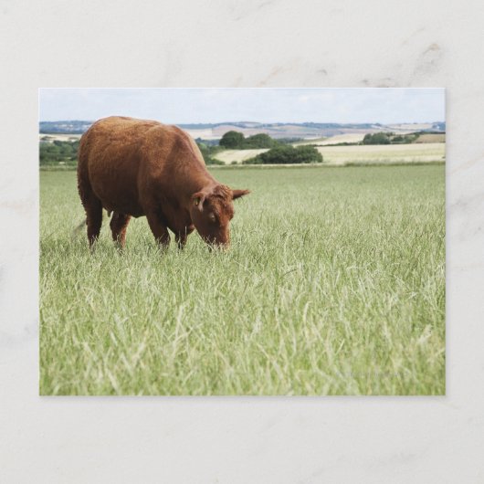 Koe grazing in weide briefkaart (Voorkant)
