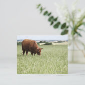 Koe grazing in weide briefkaart (Staand voorkant)