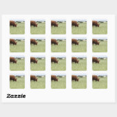 Koe grazing in weide vierkante sticker (Vel)
