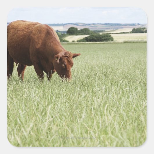 Koe grazing in weide vierkante sticker (Voorkant)