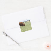 Koe grazing in weide vierkante sticker (Envelop)