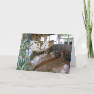 koe HUMOR 50E VERJAARDAG KAART