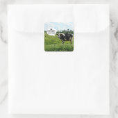 Koe Humor Vierkante Sticker (Tas)