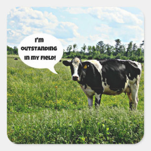 Koe Humor Vierkante Sticker
