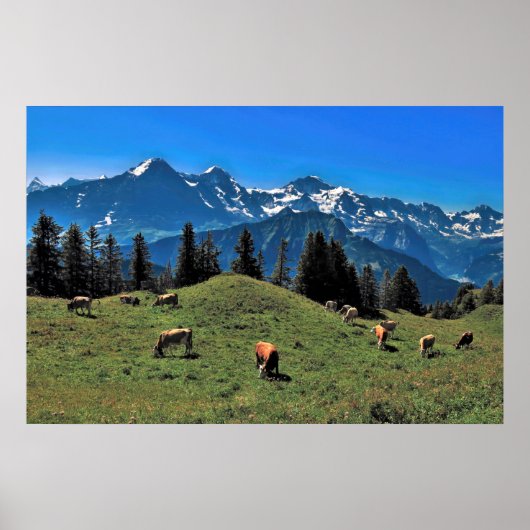 Koe in de Alpen Poster (Voorkant)
