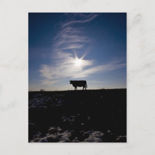 koe in de zon briefkaart