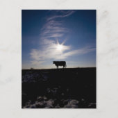 koe in de zon briefkaart (Voorkant)