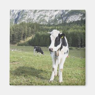 Koe in een beemdje, Fie Allo Sciliar, Alto Adige, Magneet