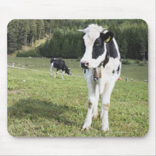 Koe in een beemdje, Fie Allo Sciliar, Alto Adige, Muismat