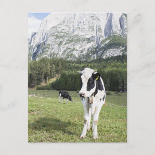 Koe in een weide, Fie Allo Sciliar, Alto Adige, Briefkaart