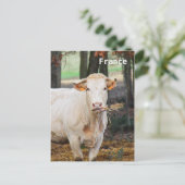 Koe in Frankrijk Briefkaart (Staand voorkant)