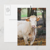 Koe in Frankrijk Briefkaart (Voorkant / Achterkant)
