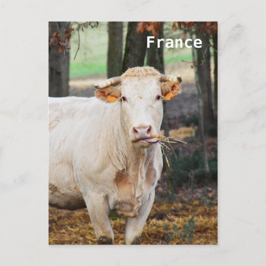 Koe in Frankrijk Briefkaart (Voorkant)