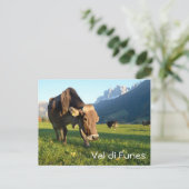Koe in het briefkaart Val di Funes (Dolomites) (Staand voorkant)