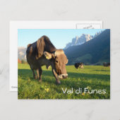 Koe in het briefkaart Val di Funes (Dolomites) (Voorkant / Achterkant)
