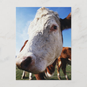 Koe in het veld, close-up briefkaart