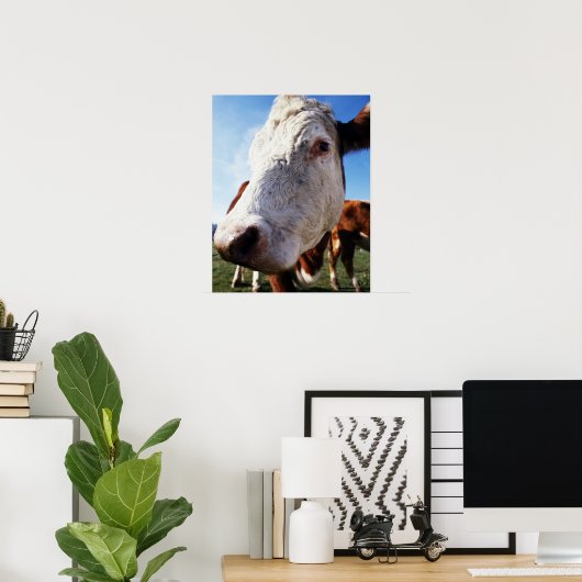 Koe in het veld, close-up poster (Thuiskantoor)