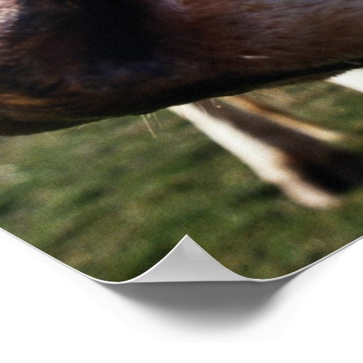 Koe in het veld, close-up poster (Hoek)