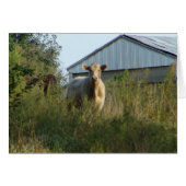 Koe in pasta (Voorkant Horizontaal)