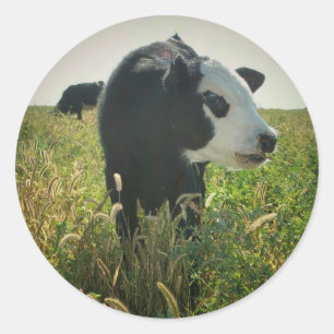 Koe in Pasture Sticker