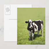 Koe in weide briefkaart (Voorkant / Achterkant)