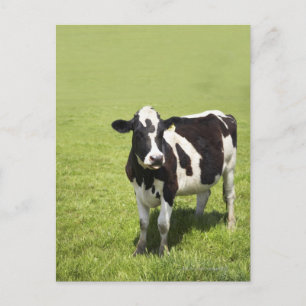 Koe in weide briefkaart