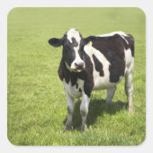 Koe in weide vierkante sticker (Voorkant)