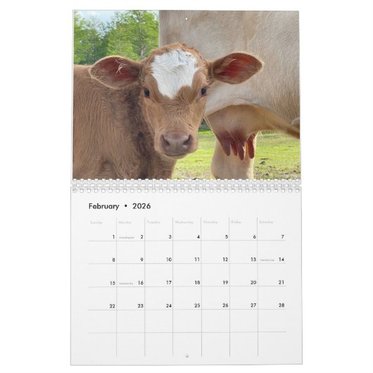 Koe Kalender 2024 (Feb 2026)