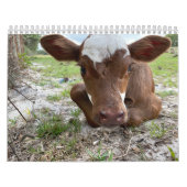 Koe Kalender 2024 (Hoes)