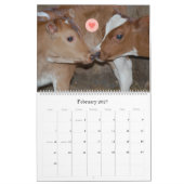 Koe Kalender van Chase's Organic Dairy (Feb 2027)
