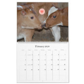 Koe Kalender van Chase's Organic Dairy (Feb 2026)