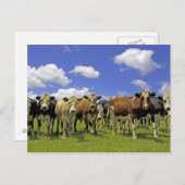 Koe kudde | Nieuw-Zeeland Briefkaart (Voorkant / Achterkant)