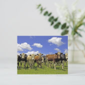 Koe kudde | Nieuw-Zeeland Briefkaart (Staand voorkant)