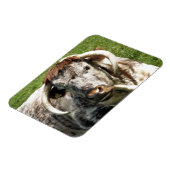 KOE MAGNEET (Linkerzijde)