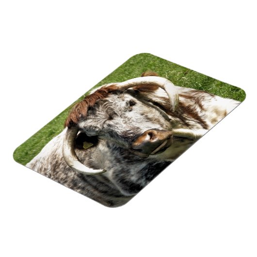 KOE MAGNEET (Linkerzijde)