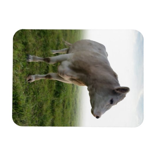 KOE MAGNEET (Horizontaal)