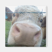 koe magneet (Voorkant)