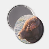 Koe magneet: De stier Magneet (Voorkant / Achterkant)