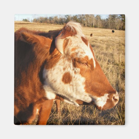 Koe magneet: Fancy Magneet (Voorkant)